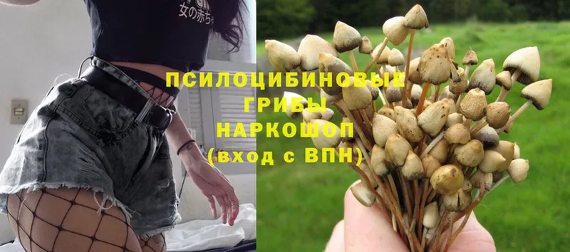 закладка  Елизово  Псилоцибиновые грибы Psilocybine cubensis 